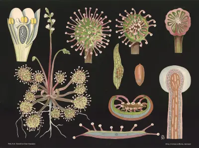 Sileshår (Drosera rotundifolia) av Gottlieb von Koch