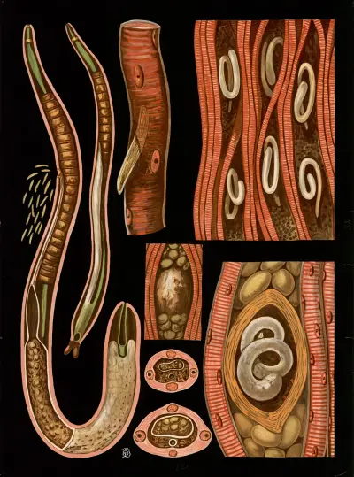 Trichinella spiralis av Gottlieb von Koch