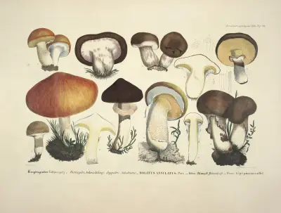Naturgetreue Abblidungen und Beschreibungen der essbaren, schädlichen und verdächtigen Schwämme Pl.33 av Julius Vincenz von Krombholz