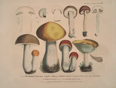Naturgetreue Abblidungen und Beschreibungen der essbaren, schädlichen und verdächtigen Schwämme Pl.32 av Julius Vincenz von Krombholz