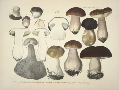 Naturgetreue Abblidungen und Beschreibungen der essbaren, schädlichen und verdächtigen Schwämme Pl.31 av Julius Vincenz von Krombholz