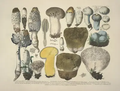 Naturgetreue Abblidungen und Beschreibungen der essbaren, schädlichen und verdächtigen Schwämme Pl.30 av Julius Vincenz von Krombholz