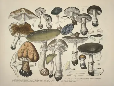 Naturgetreue Abblidungen und Beschreibungen der essbaren, schädlichen und verdächtigen Schwämme Pl.29 av Julius Vincenz von Krombholz