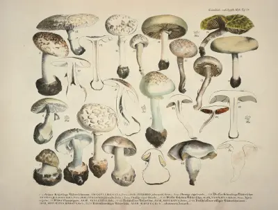Naturgetreue Abblidungen und Beschreibungen der essbaren, schädlichen und verdächtigen Schwämme Pl.28 av Julius Vincenz von Krombholz