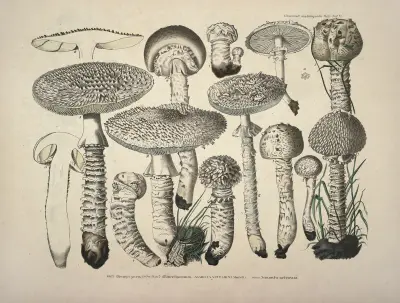 Naturgetreue Abblidungen und Beschreibungen der essbaren, schädlichen und verdächtigen Schwämme Pl.27 av Julius Vincenz von Krombholz