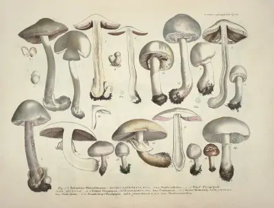 Naturgetreue Abblidungen und Beschreibungen der essbaren, schädlichen und verdächtigen Schwämme Pl.26 av Julius Vincenz von Krombholz