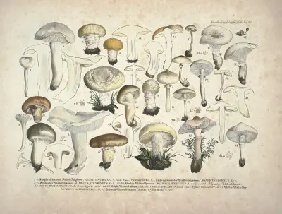 Naturgetreue Abblidungen und Beschreibungen der essbaren, schädlichen und verdächtigen Schwämme Pl.25 av Julius Vincenz von Krombholz