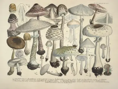 Naturgetreue Abblidungen und Beschreibungen der essbaren, schädlichen und verdächtigen Schwämme Pl.24 av Julius Vincenz von Krombholz