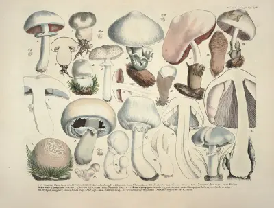 Naturgetreue Abblidungen und Beschreibungen der essbaren, schädlichen und verdächtigen Schwämme Pl.23 av Julius Vincenz von Krombholz