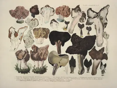 Naturgetreue Abblidungen und Beschreibungen der essbaren, schädlichen und verdächtigen Schwämme Pl.21 av Julius Vincenz von Krombholz