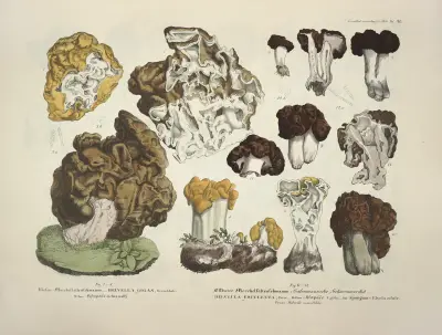 Naturgetreue Abblidungen und Beschreibungen der essbaren, schädlichen und verdächtigen Schwämme Pl.20 av Julius Vincenz von Krombholz