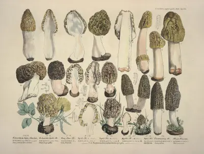 Naturgetreue Abblidungen und Beschreibungen der essbaren, schädlichen und verdächtigen Schwämme Pl.17 av Julius Vincenz von Krombholz