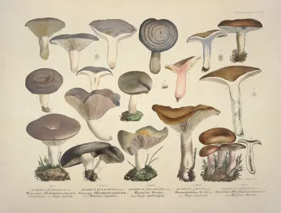 Naturgetreue Abblidungen und Beschreibungen der essbaren, schädlichen und verdächtigen Schwämme Pl.14 av Julius Vincenz von Krombholz