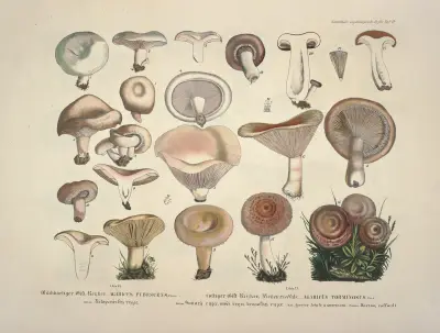 Naturgetreue Abblidungen und Beschreibungen der essbaren, schädlichen und verdächtigen Schwämme Pl.13 av Julius Vincenz von Krombholz