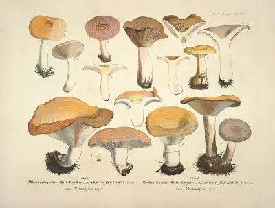Naturgetreue Abblidungen und Beschreibungen der essbaren, schädlichen und verdächtigen Schwämme Pl.12 av Julius Vincenz von Krombholz