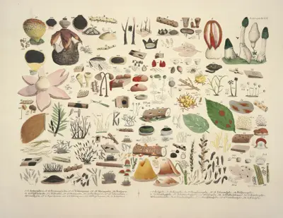 Naturgetreue Abblidungen und Beschreibungen der essbaren, schädlichen und verdächtigen Schwämme Pl.06 av Julius Vincenz von Krombholz