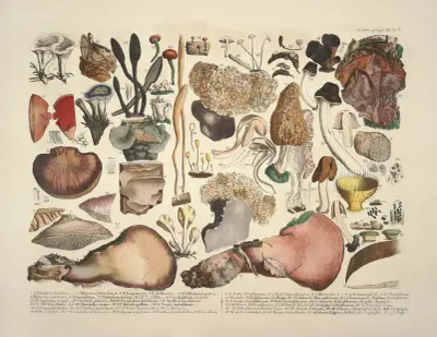 Naturgetreue Abblidungen und Beschreibungen der essbaren, schädlichen und verdächtigen Schwämme Pl.05 av Julius Vincenz von Krombholz