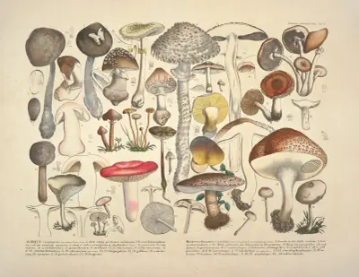 Naturgetreue Abblidungen und Beschreibungen der essbaren, schädlichen und verdächtigen Schwämme Pl.01 av Julius Vincenz von Krombholz