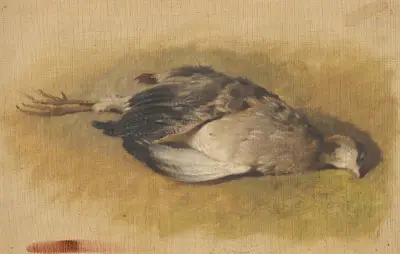 Skiss av en död rapphöna av Friedrich Carl von Scheidlin