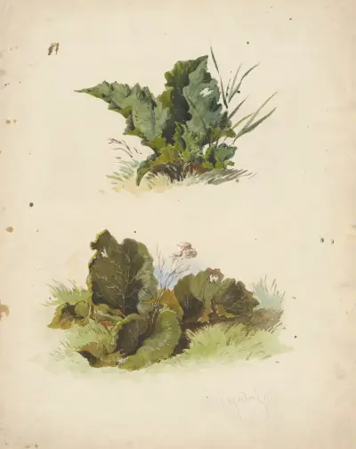 Study of Broadleaved Plants av Friedrich Carl von Scheidlin