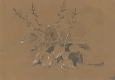 Studie av blommande växt av Friedrich Carl von Scheidlin