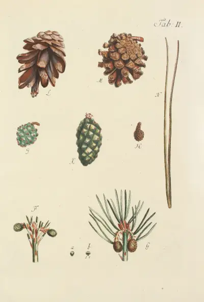 Avbildning av vilda träd, buskar och snårväxter, pl. 2 av Carl Christoph Oelhafen von Schöllenbach