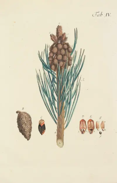 Avbildning av vilda träd, buskar och buskväxter pl. 4 av Carl Christoph Oelhafen von Schöllenbach