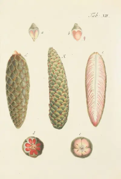 Avbildning av vilda träd, buskar och buskväxter, pl. 12 av Carl Christoph Oelhafen von Schöllenbach