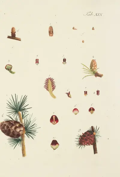 Abbildung der wilden Bäume, Stauden und Buschgewächse Pl.019 av Carl Christoph Oelhafen von Schöllenbach