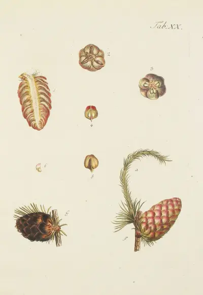 Abbildung der wilden Bäume, Stauden und Buschgewächse Pl.020 av Carl Christoph Oelhafen von Schöllenbach
