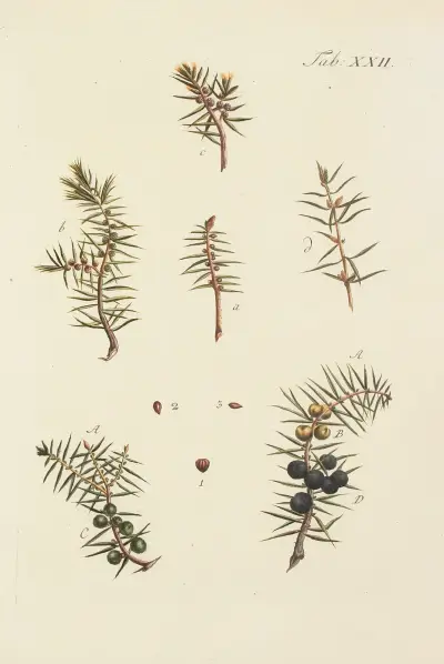 Avbildning av vilda träd, buskar och snårväxter, pl. 22 av Carl Christoph Oelhafen von Schöllenbach