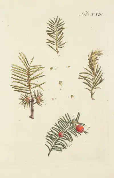 Avbildning av vilda träd, buskar och buskväxter, pl. 23 av Carl Christoph Oelhafen von Schöllenbach