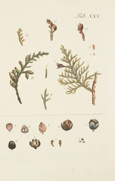 Avbildning av vilda träd, buskar och buskväxter, pl. 025 av Carl Christoph Oelhafen von Schöllenbach