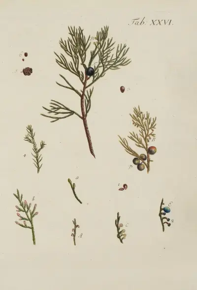 Avbildning av vilda träd, buskar och snårväxter Pl.026 av Carl Christoph Oelhafen von Schöllenbach
