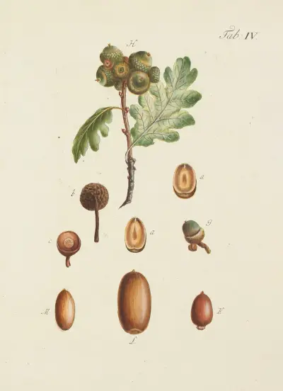 Abbildung der wilden Bäume, Stauden und Buschgewächse Pl.038 av Carl Christoph Oelhafen von Schöllenbach