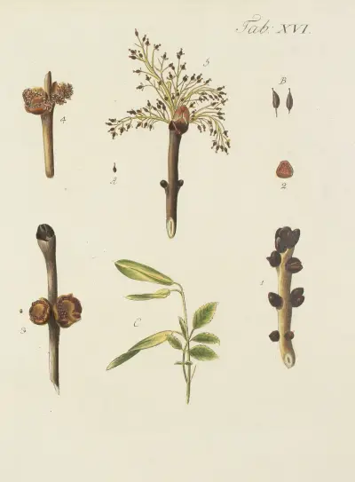 Abbildung der wilden Bäume, Stauden und Buschgewächse Pl. 050 von Carl Christoph Oelhafen von Schöllenbach