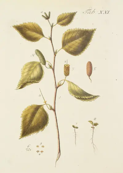 Avbildning av vilda träd, buskar och buskväxter, plansch 055 av Carl Christoph Oelhafen von Schöllenbach
