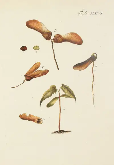 Abbildung der wilden Bäume, Stauden und Buschgewächse Pl.060 av Carl Christoph Oelhafen von Schöllenbach