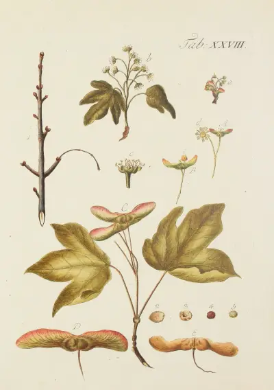 Avbildning av vilda träd, buskar och buskväxter, plansch 062 av Carl Christoph Oelhafen von Schöllenbach