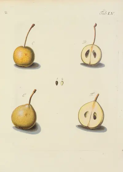 Avbildning av vilda träd, buskar och buskväxter, plansch 090 av Carl Christoph Oelhafen von Schöllenbach