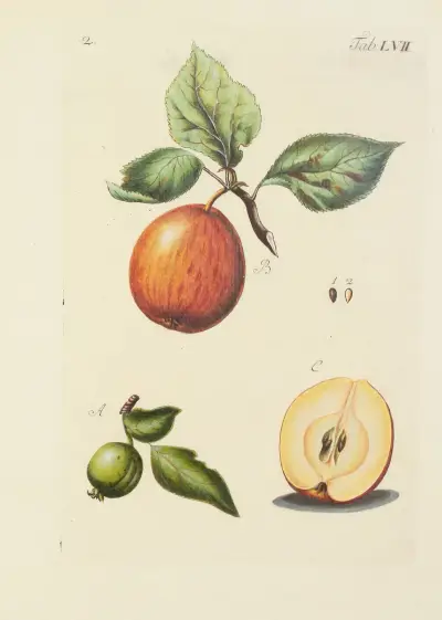 Avbildning av vilda träd, buskar och snårväxter Pl.092 av Carl Christoph Oelhafen von Schöllenbach