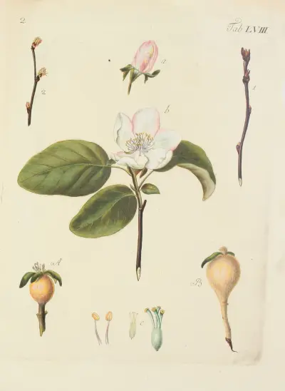 Abbildung der wilden Bäume, Stauden und Buschgewächse Pl. 93 von Carl Christoph Oelhafen von Schöllenbach