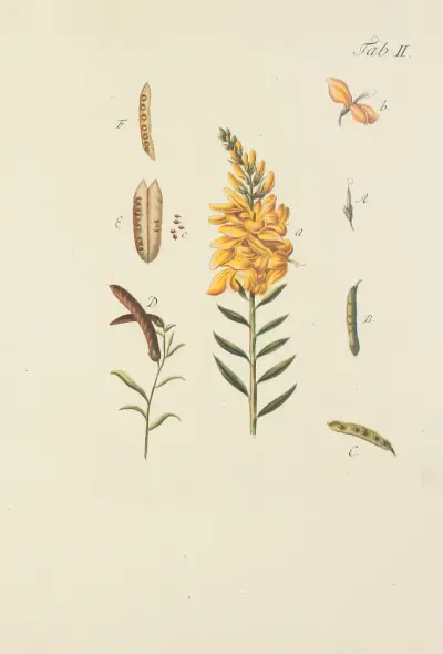 Abbildung der wilden Bäume, Stauden und Buschgewächse Pl.113 av Carl Christoph Oelhafen von Schöllenbach