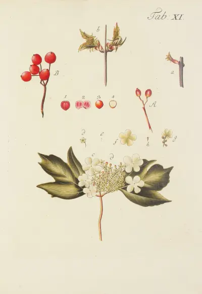 Avbildning av vilda träd, buskar och buskväxter, pl. 122 av Carl Christoph Oelhafen von Schöllenbach