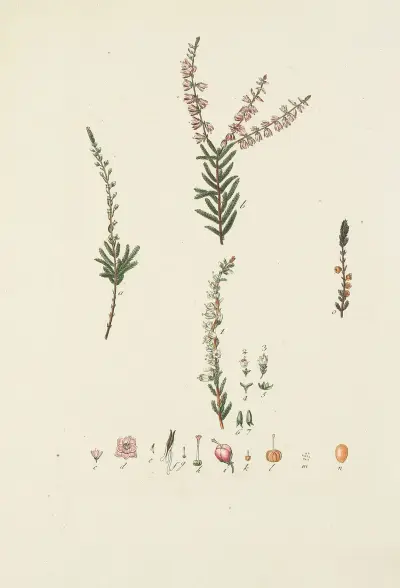 Ilustracja dzikich drzew, bylin i krzewów, tabl. 149, Carl Christoph Oelhafen von Schöllenbach
