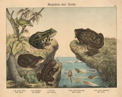 Amphibien oder Lurche av Gotthilf Heinrich von Schubert