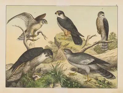 Historja naturalna ptakow (Natural history of birds) Pl.04 av Gotthilf Heinrich von Schubert