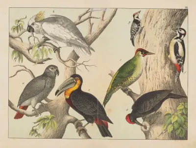 Historja naturalna ptakow (Natural history of birds) Pl.07 av Gotthilf Heinrich von Schubert