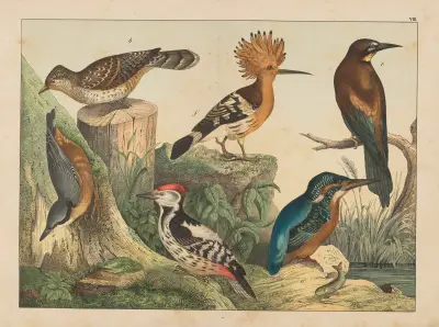 Historja naturalna ptakow (Natural history of birds) Pl.08 av Gotthilf Heinrich von Schubert