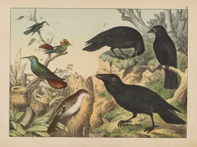 Historja naturalna ptakow (Natural history of birds) Pl.09 av Gotthilf Heinrich von Schubert
